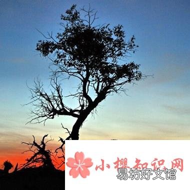 南柯一梦中的南柯指的是什么?