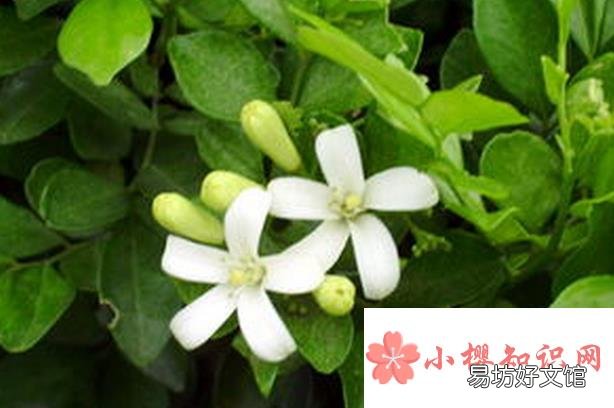 九里香的养殖方法和注意事项有哪些?