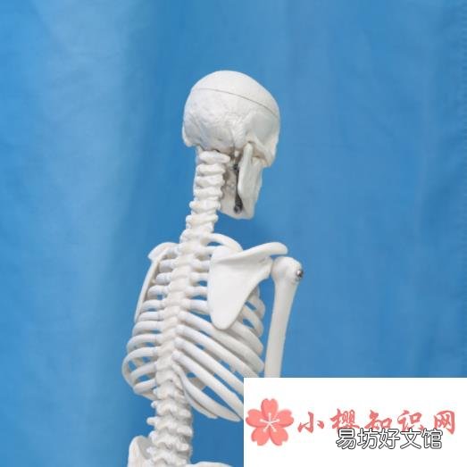 人体骨骼中的矿物含量在多少岁达到最高?