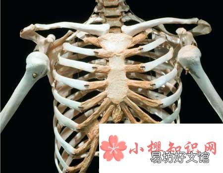 人体骨骼中的矿物含量在多少岁达到最高?