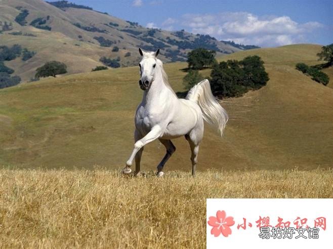 一箫风月是指什么生肖?