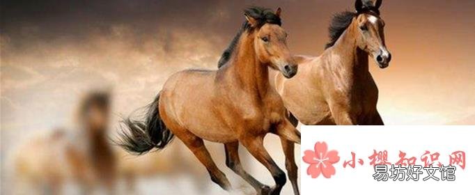 一箫风月是指什么生肖?