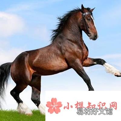 一箫风月是指什么生肖?
