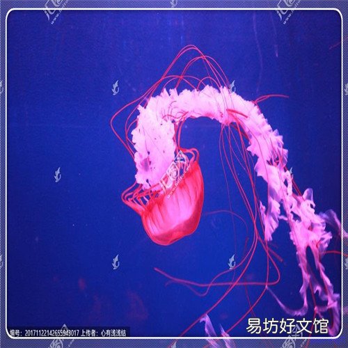 三大知识付费app 知识分享平台