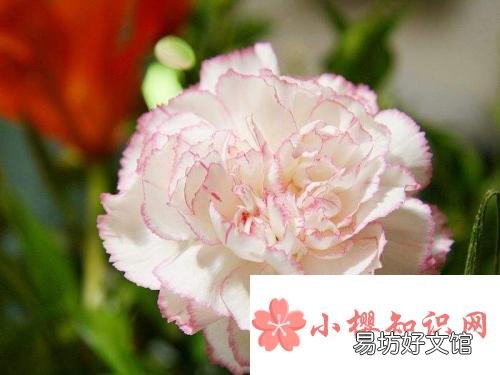 妇女节送什么花好?