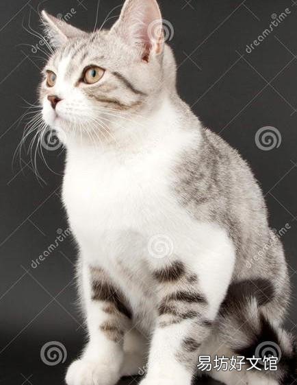 家里养猫对财运好不好(养猫对财运好吗)