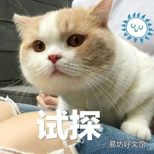 家里养猫对财运好不好(养猫对财运好吗)