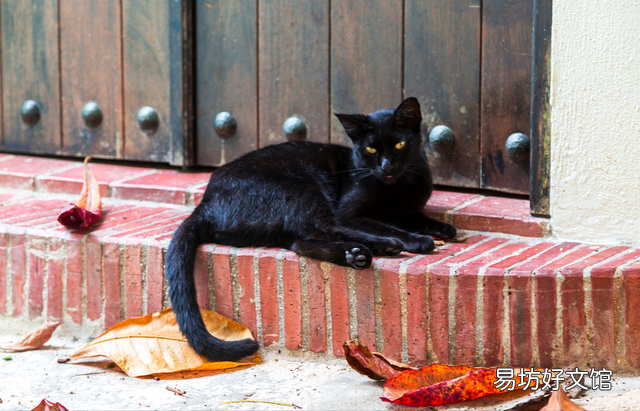 玄猫和黑猫区别(玄猫和黑猫区别图片)