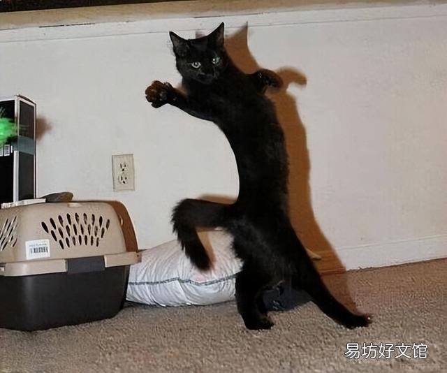 玄猫和黑猫区别(玄猫和黑猫区别图片)