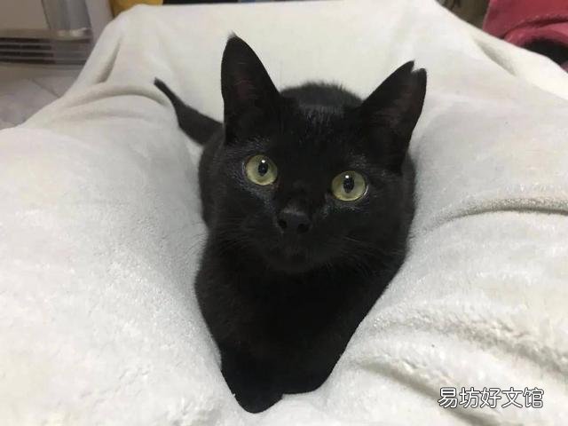 玄猫和黑猫区别(玄猫和黑猫区别图片)