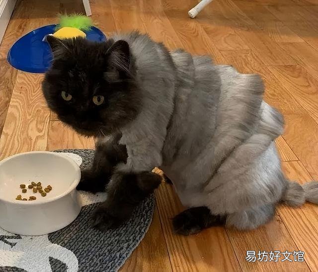 玄猫和黑猫区别(玄猫和黑猫区别图片)