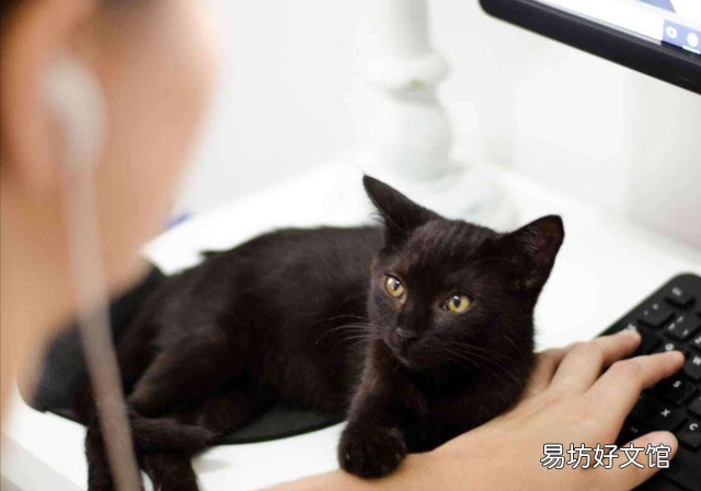 玄猫和黑猫区别(玄猫和黑猫区别图片)