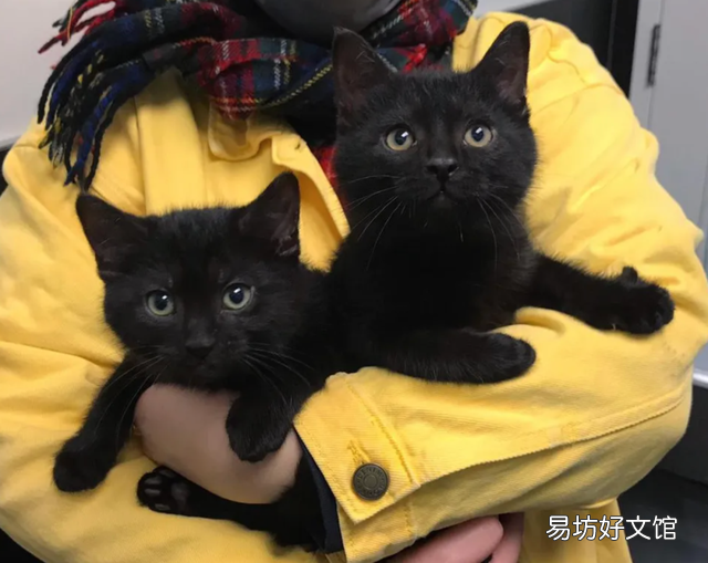 玄猫和黑猫区别(玄猫和黑猫区别图片)