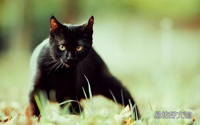 玄猫和黑猫区别(玄猫和黑猫区别图片)