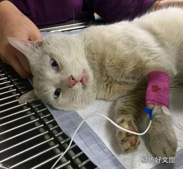 猫一直发出咕噜咕噜的声音(猫一直发出咕噜咕噜的声音不停)