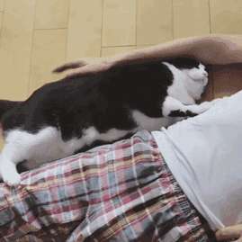 猫一直发出咕噜咕噜的声音(猫一直发出咕噜咕噜的声音不停)