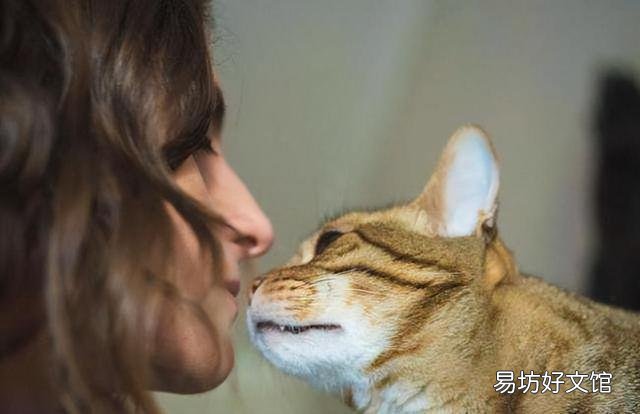 猫一直发出咕噜咕噜的声音(猫一直发出咕噜咕噜的声音不停)