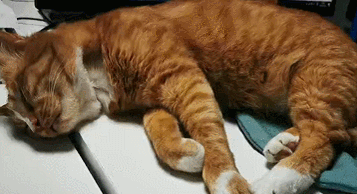 猫一直发出咕噜咕噜的声音(猫一直发出咕噜咕噜的声音不停)