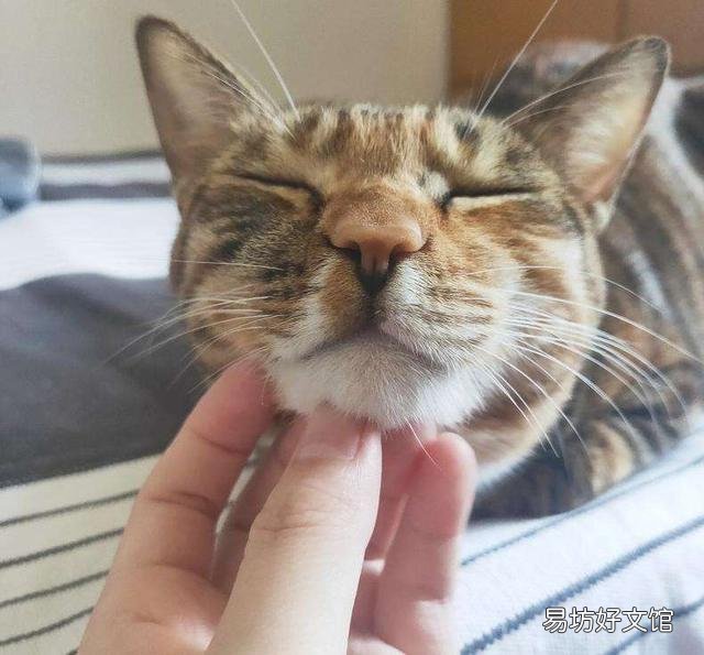 猫一直发出咕噜咕噜的声音(猫一直发出咕噜咕噜的声音不停)