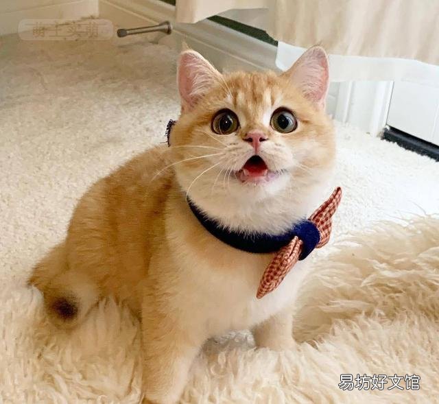 金渐层猫图片(金渐层品相)