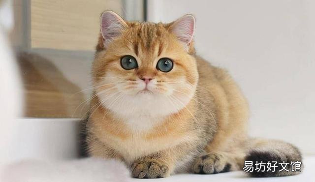金渐层猫图片(金渐层品相)
