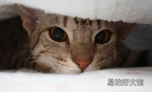 猫癣怎么治好得快(猫癣怎么治好得快用什么药膏)