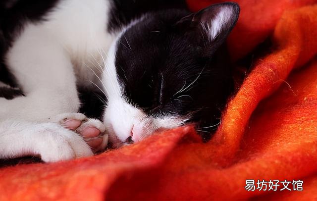 猫癣怎么治好得快(猫癣怎么治好得快用什么药膏)