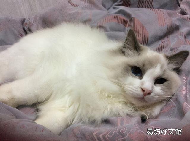 猫癣怎么治好得快(猫癣怎么治好得快用什么药膏)