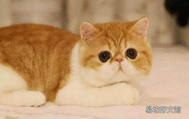 猫癣怎么治好得快(猫癣怎么治好得快用什么药膏)
