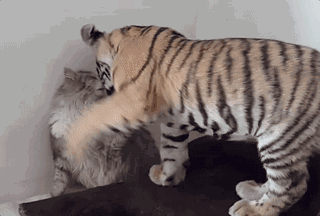 老虎猫图片(老虎猫是什么品种)
