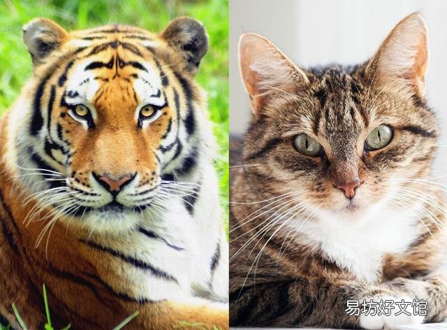 老虎猫图片(老虎猫是什么品种)