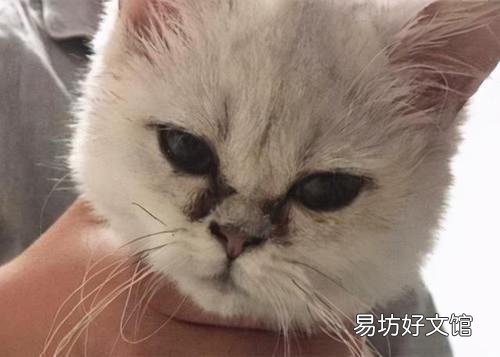 猫咪泪痕怎么去除最有效(猫咪泪痕怎么去除小妙招)