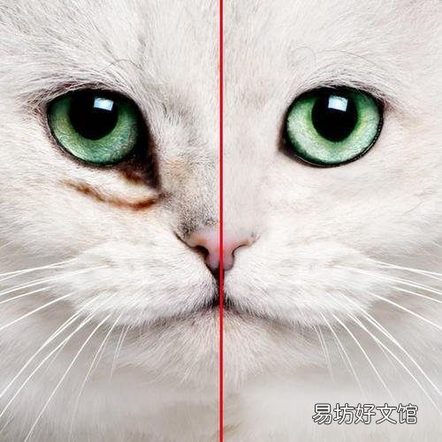 猫咪泪痕怎么去除最有效(猫咪泪痕怎么去除小妙招)