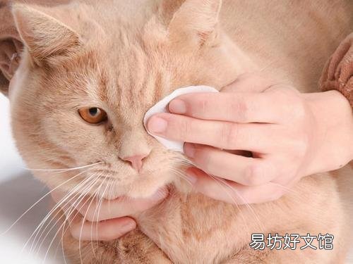 猫咪泪痕怎么去除最有效(猫咪泪痕怎么去除小妙招)