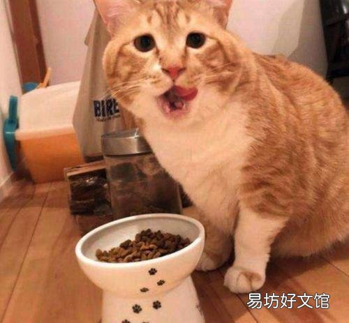 猫咪泪痕怎么去除最有效(猫咪泪痕怎么去除小妙招)
