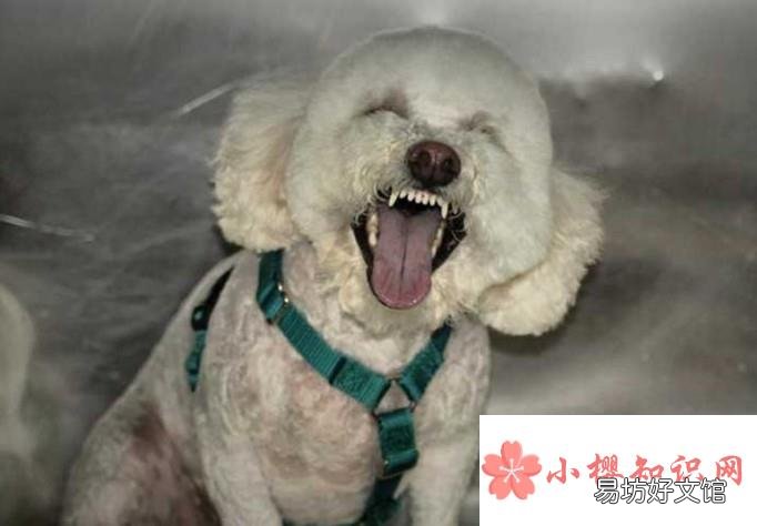 狗狗脾气暴躁怎么办?狗狗太凶怎么办?
