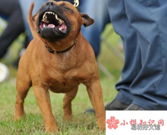 狗狗脾气暴躁怎么办?狗狗太凶怎么办?