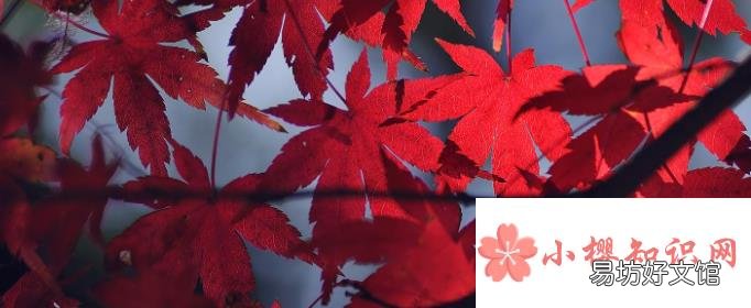 左边绿右边红谜底是什么?