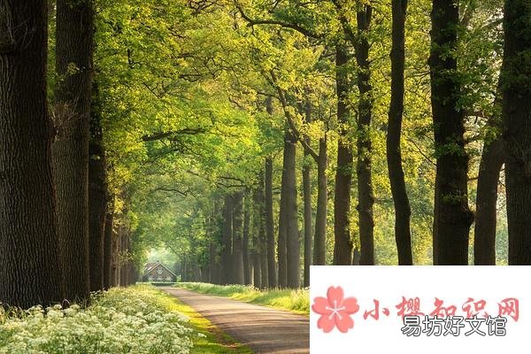 春天在什么在什么在什么上的仿写句子有哪些?