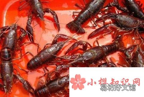 让小龙虾长时间存活的简易办法