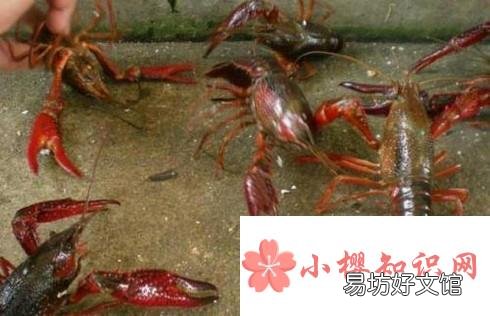 让小龙虾长时间存活的简易办法