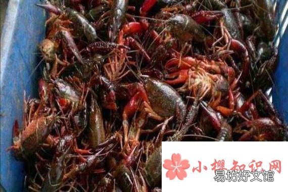 让小龙虾长时间存活的简易办法