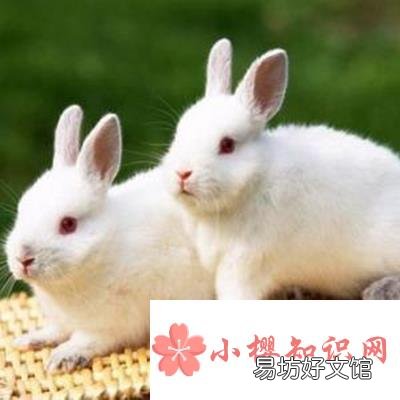 99年属于什么生肖年？