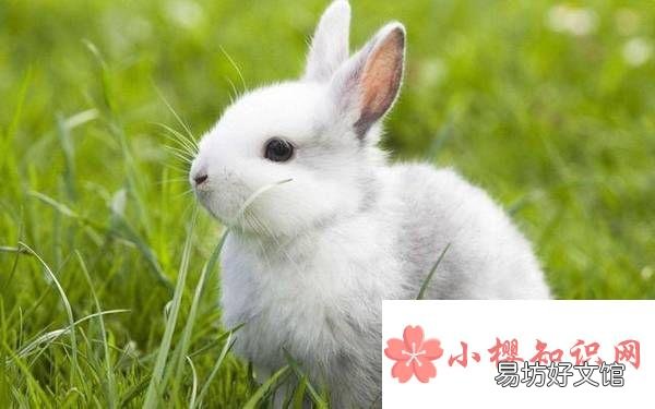 99年属于什么生肖年？