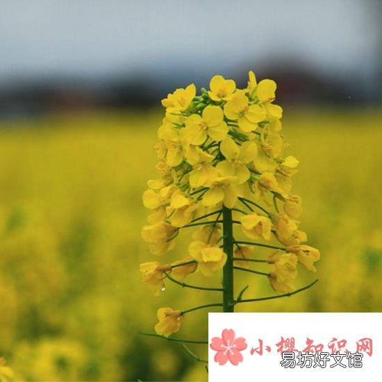 江西婺源几月份去看油菜花最好?