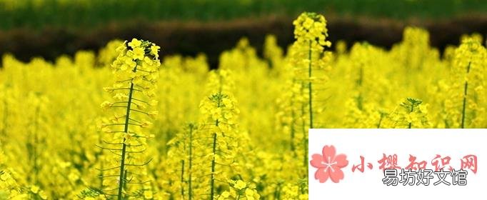 江西婺源几月份去看油菜花最好?