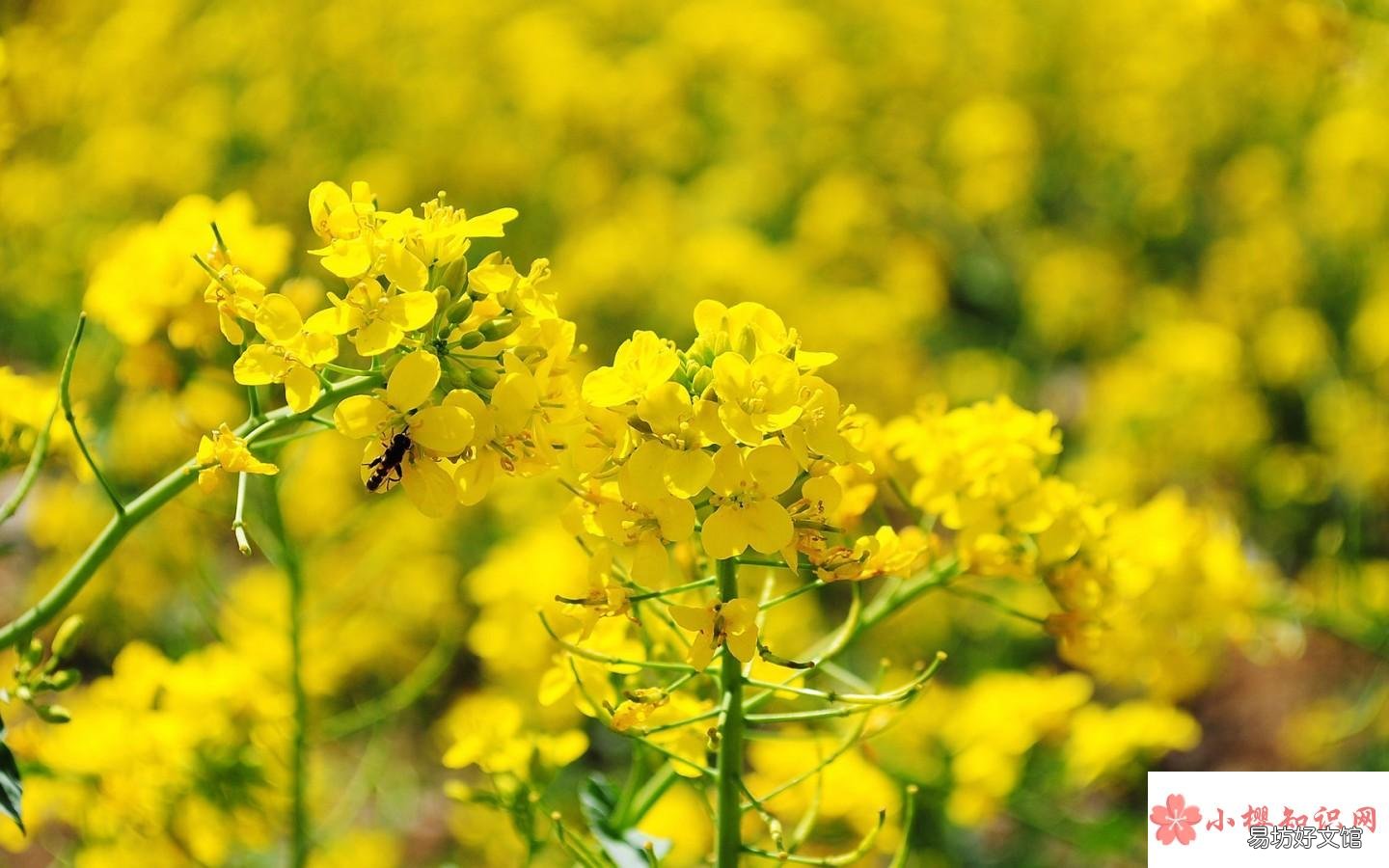 江西婺源几月份去看油菜花最好?