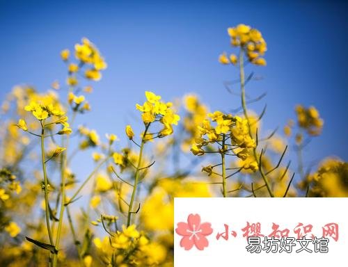 春天是什么样子的句子有哪些?