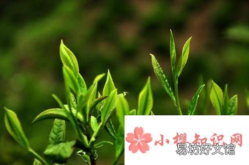 雨前茶的雨是什么意思?