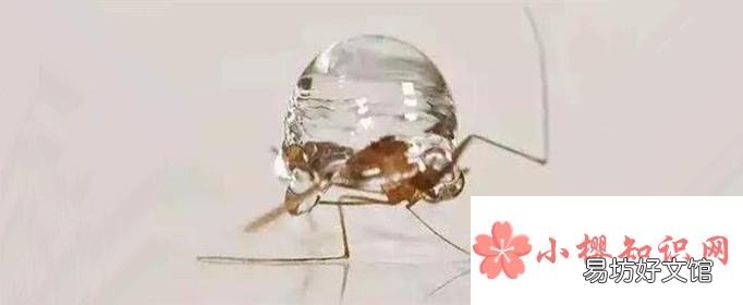 为什么下雨天时蚊子不会被雨滴砸死?